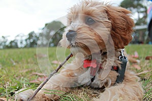 Cute Cavoodle puppy chewing a stick in the grass photo