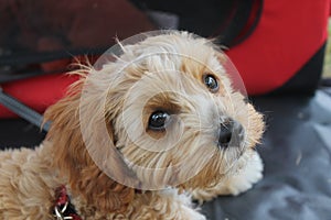 Cute Cavoodle puppy looking photo