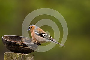 Cute chaffinch feeding