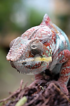 A cute chameleon is looking for food & perched on a tree branch