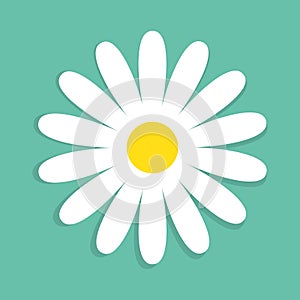 Cute chamomile flower isolated on blue background