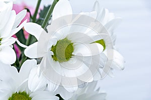 cute chamomile on a soft pink background close up