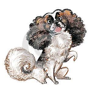 Cute character funny cartoon Cavalier King Charles Spaniel dog isolated illustration