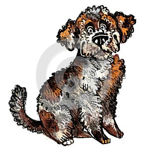 Cute character funny cartoon Lagotto Romagnolodog isolated illustration