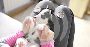 Cute, charming husky puppy, lying on the lap of a young and caring woman owner. Close-up. Pet care concept