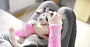 Cute, charming husky puppy, lying on the lap of a young and caring woman owner. Close-up. Pet care concept