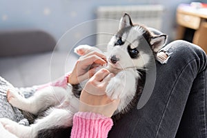 Cute, charming husky puppy, lying on the lap of a young and caring woman owner. Close-up. Pet care concept