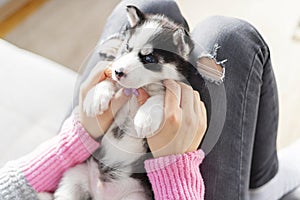 Cute, charming husky puppy, lying on the lap of a young and caring woman owner. Close-up. Pet care concept