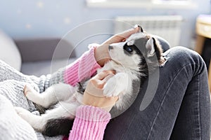 Cute, charming husky puppy, lying on the lap of a young and caring woman owner. Close-up. Pet care concept