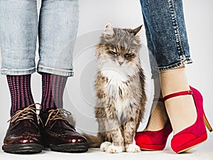 Cute, charming kitten and Legs of a young couple