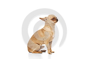 Cute charming little Chihuahua puppy sitting against white studio background. Funny young dog looks well-groomed and