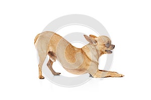 Cute, charming little purebred Chihuahua with beige fur in playful pose against white studio background.
