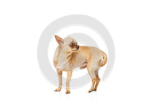 Cute charming little purebred Chihuahua dog with beige fur posing against white studio background. Dog looks well