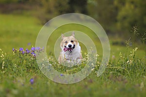 Cute charming puppy dog Corgi runs merrily through the blooming summer Sunny meadow sticking out his pink tongue
