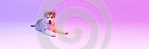 Portrait of cute charming puppy of Malamute dog looking at camera over lilac color background in neon light filter