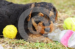 Cute cheeky playful pet puppy Airedale Terrier dog playing ball