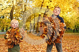 A cute cheerful boys collects an armful of autumn leaves and laughs. Boys are playing outside