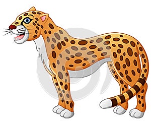 Cute cheetah cartoon