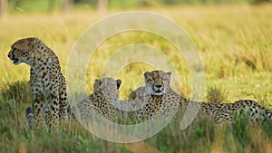 Cute Cheetah Mother Cub, Affectionate Caring Animals in Moment Between Young Baby and Mum, Caring Fo