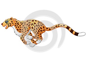 Cute cheetah running