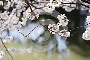 Cute cherry blossom or sakura pink petals on branch in spring season with lake background in Japan