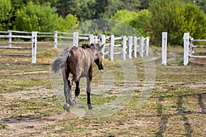 Cute chestnut foal