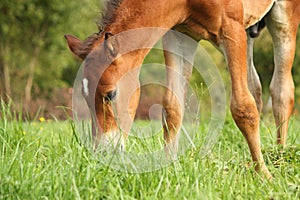 Cute chestnut foal at the grazing