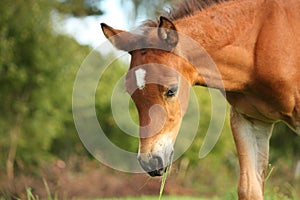 Cute chestnut foal at the grazing