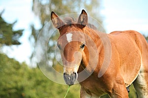 Cute chestnut foal at the grazing