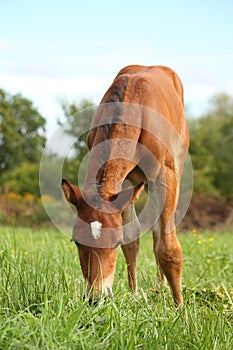 Cute chestnut foal at the grazing