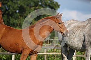 Cute chestnut foal