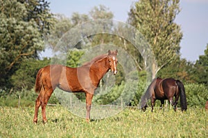 Cute chestnut young foal standing at the pasture