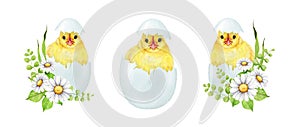 Cute chick in cracked egg shell with flower decor set. Watercolor painted illustration. Hand drawn small fluffy chicken