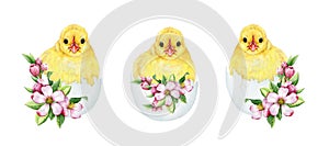 Cute chick in cracked egg shell with spring flower Easter decor set. Watercolor illustration. Hand drawn small fluffy