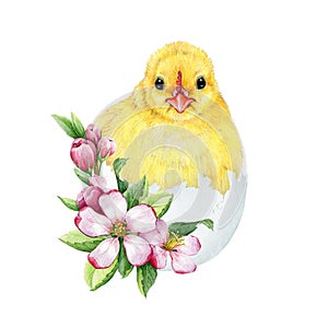 Cute chick in cracked egg shell with spring flower Easter decor. Watercolor illustration. Hand drawn small fluffy