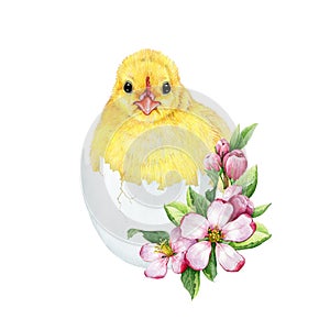 Cute chick in cracked egg shell with spring flower Easter decor. Watercolor illustration. Hand drawn small fluffy