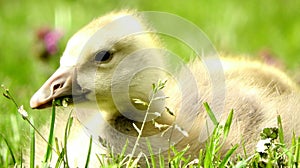 Cute chick in the grass