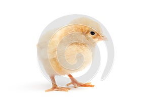 Cute chick isolated on white