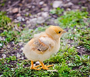 Cute chick