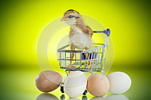 Cute chick in a trolley with eggs