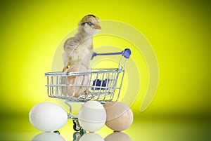 Cute chick in a trolley with eggs