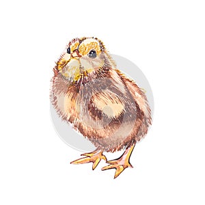 Cute chick watercolor illustration. Easter set. Hand painted card with traditional symbols isolated on white background.