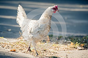 Cute chicken crossing the road