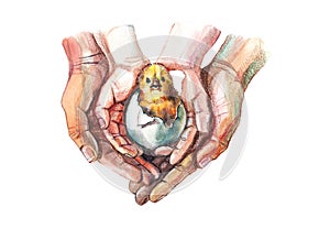 A cute chicken in an egg in the hands of a mother and child, as a symbol of the birth of life.