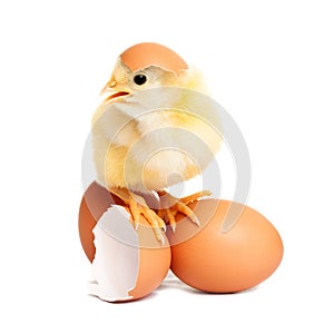 Cute chicken on eggs