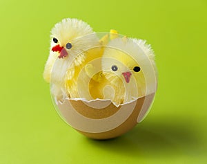 Cute chickens in easter egg shell