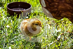 cute chickens freshly hatched. spring chicks