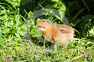 cute chickens freshly hatched. spring chicks