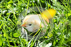 cute chickens freshly hatched. spring chicks