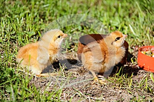 cute chickens freshly hatched. spring chicks